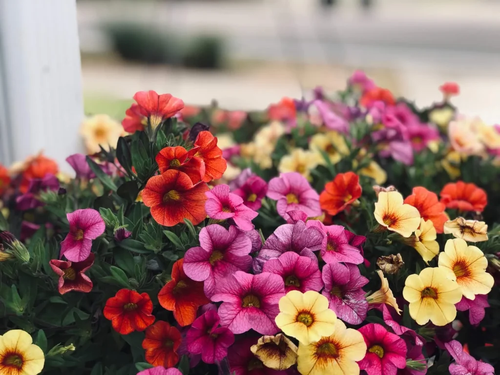 Petunias Petunias
