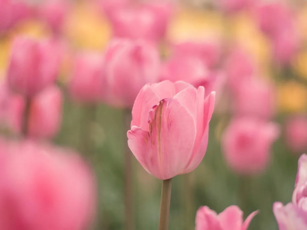 The Passionate Pink Tulips Pink Tulips