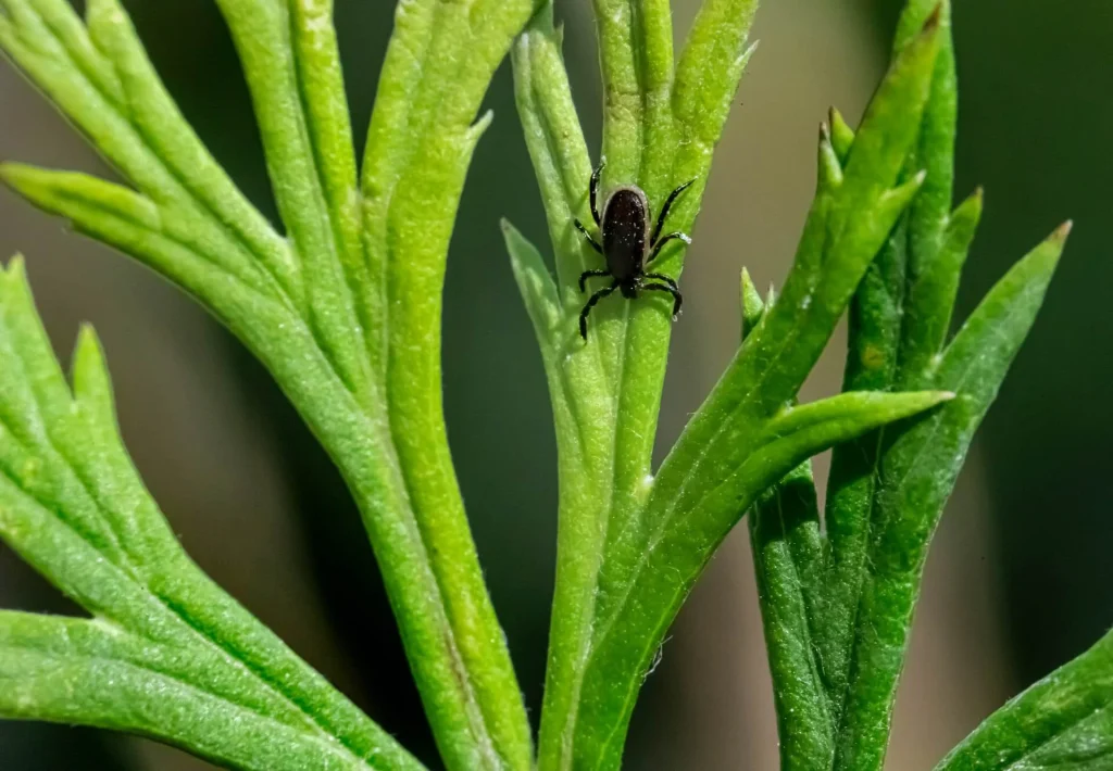 Proper-Pest-Control-for-an-Indoor-Plant