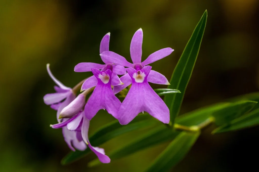 The Unique Purple Orchids Purple Orchids