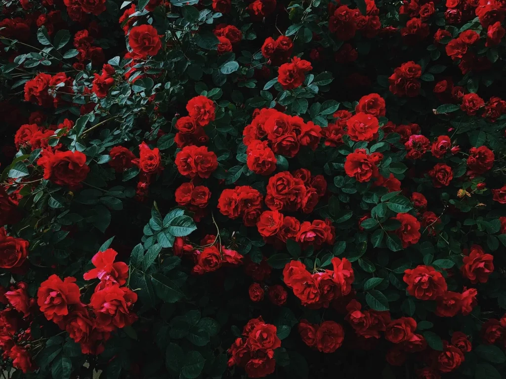 The Classic Red Roses Red Roses