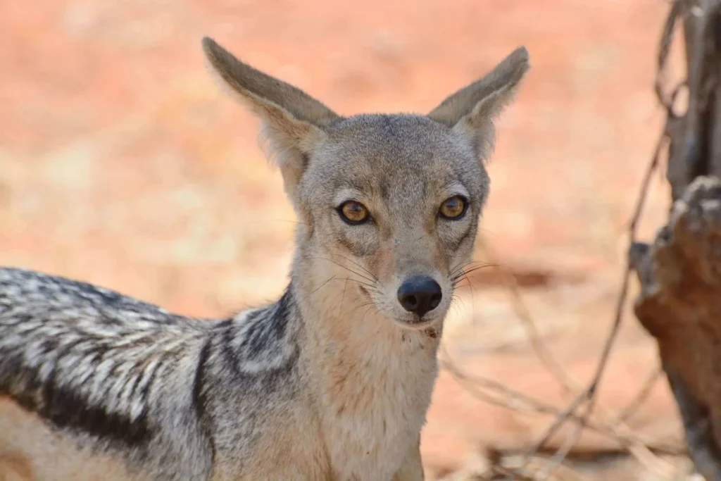 Ruaha National Park