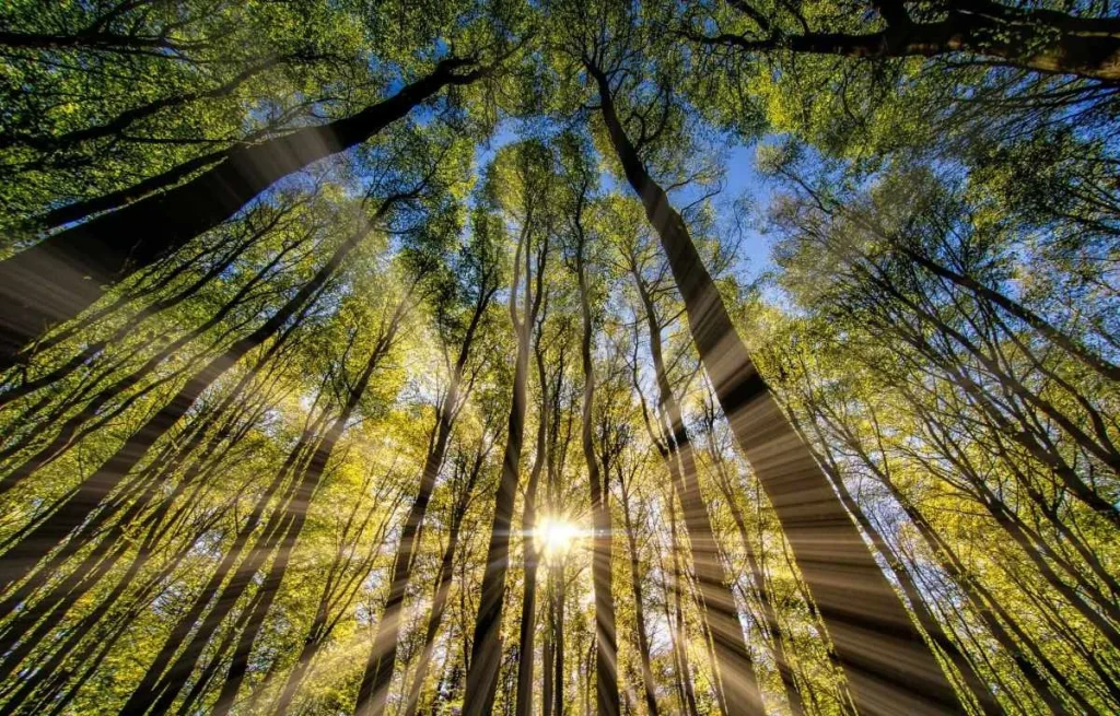 SUNLIGHT SUNLIGHT