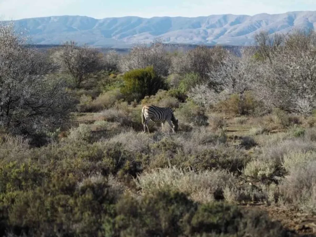 Sanbona Wildlife Reserve