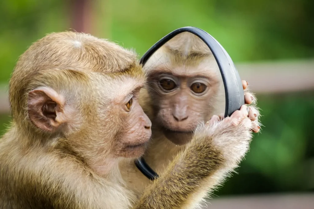 monkey with a mirror Shiny Rocks to Glass