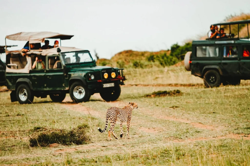 Simply the best safari guides