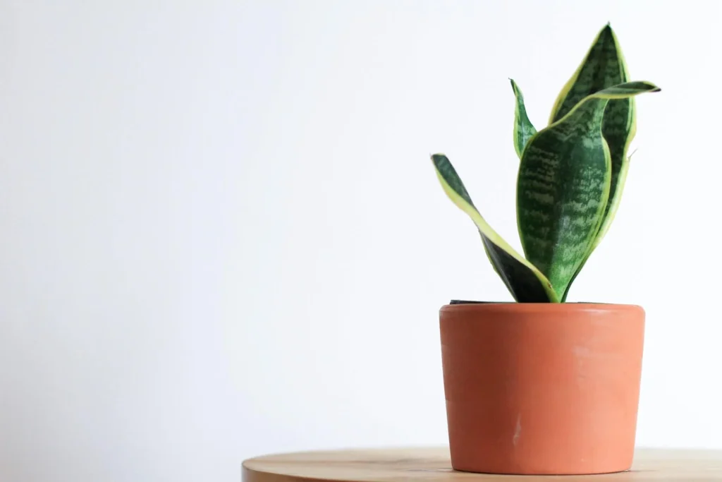 Snake Plants v2 Snake-Plants-v2