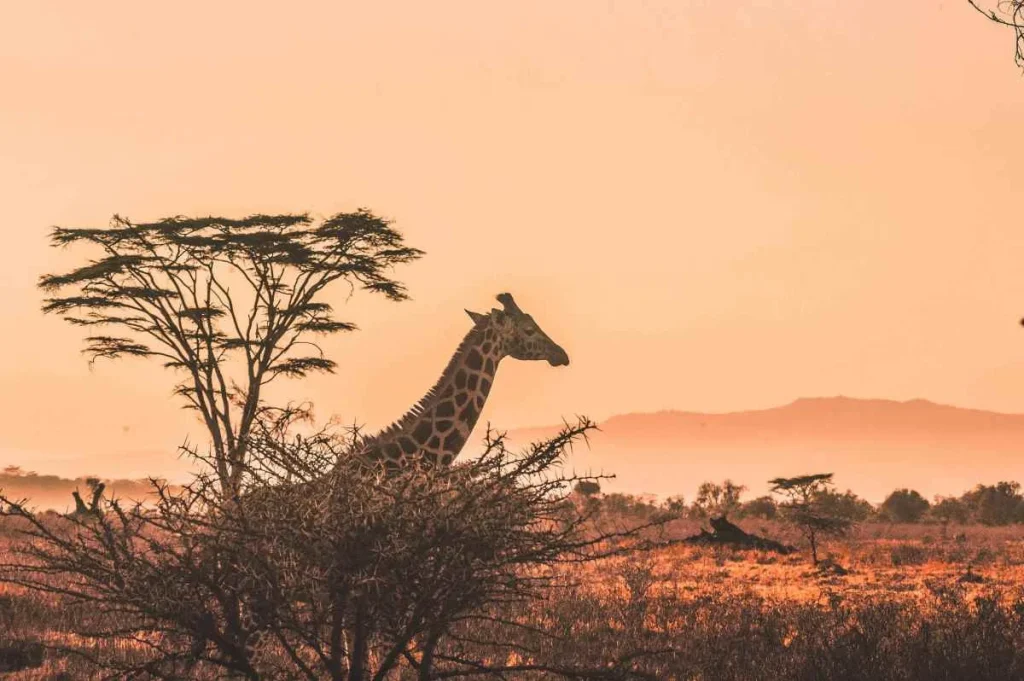 Some of the Best Safari Destinations to Visit in the Continent