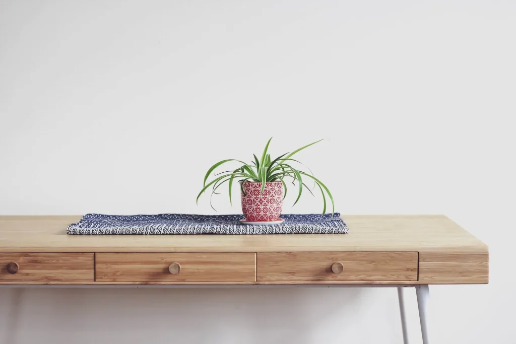 Spider Plant v2 Spider-Plant-v2