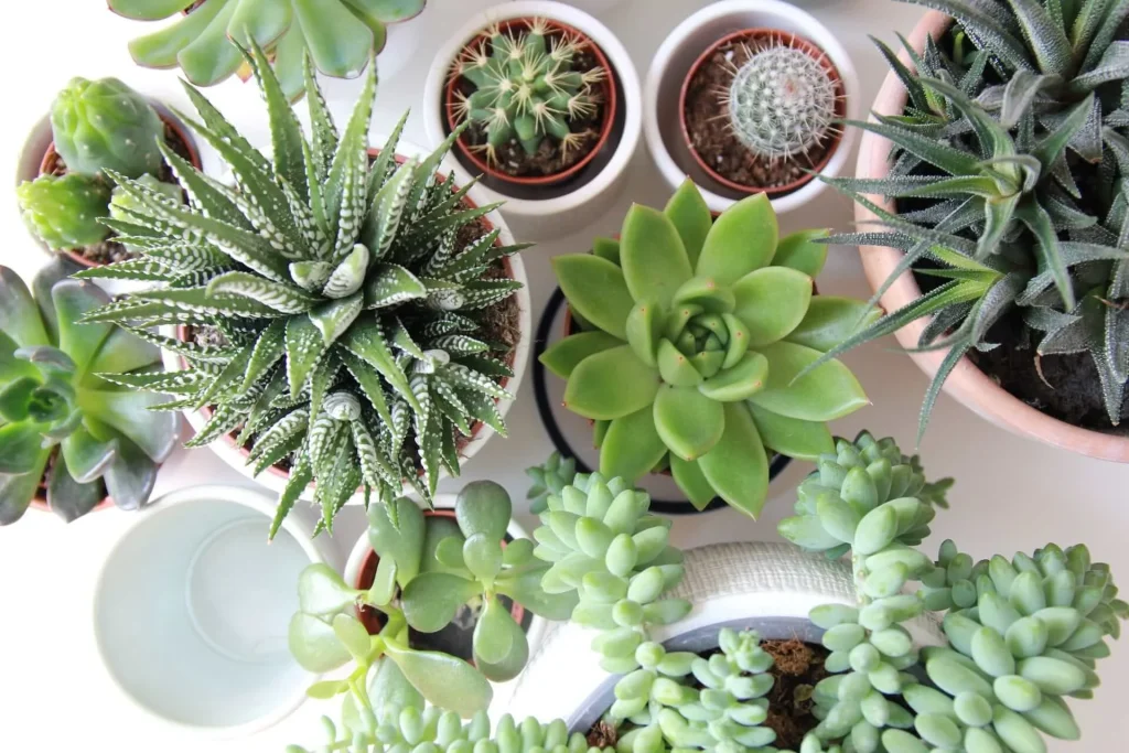 Succulents Succulents