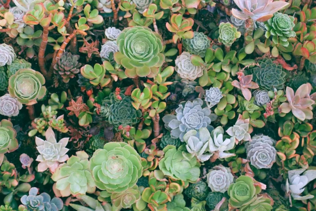 Succulents-v2