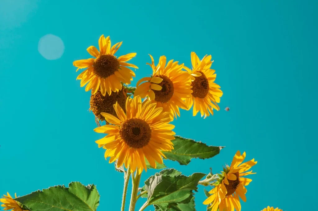 Sunflowers Sunflowers