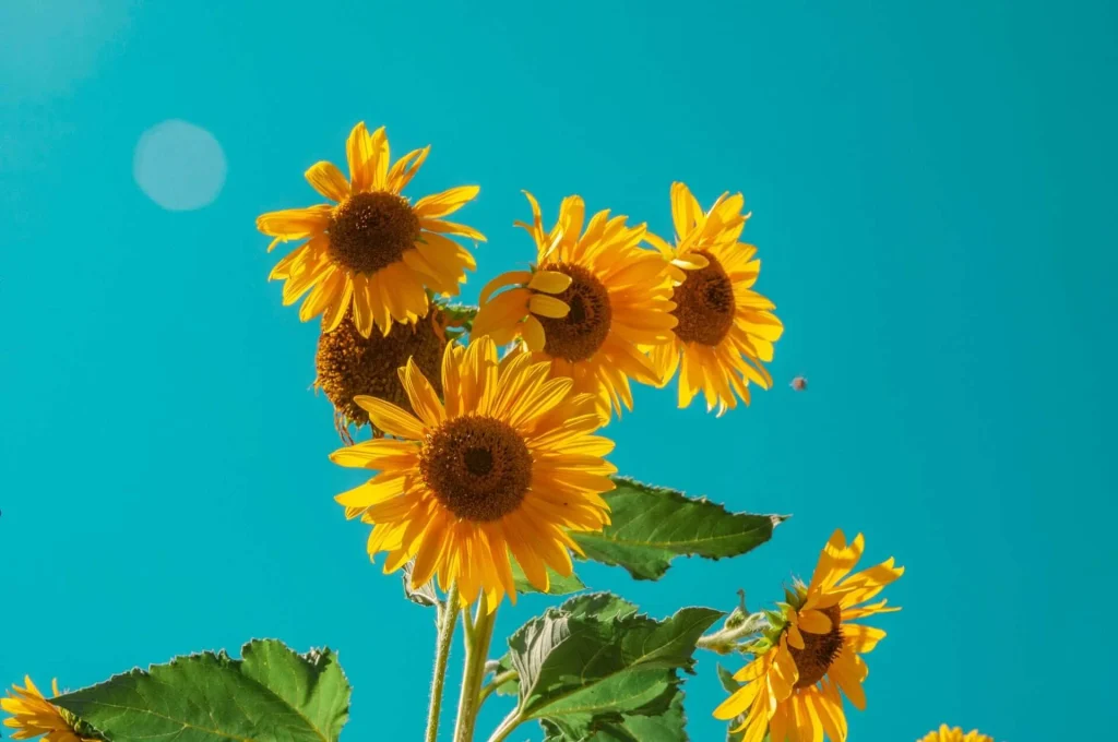 same flower giving Sunflowers
