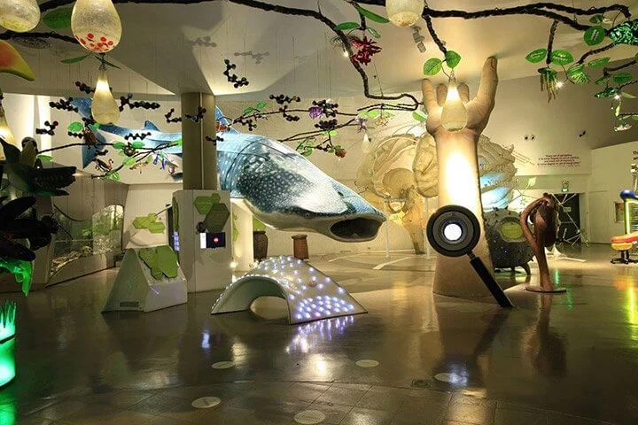 The Mind Museum