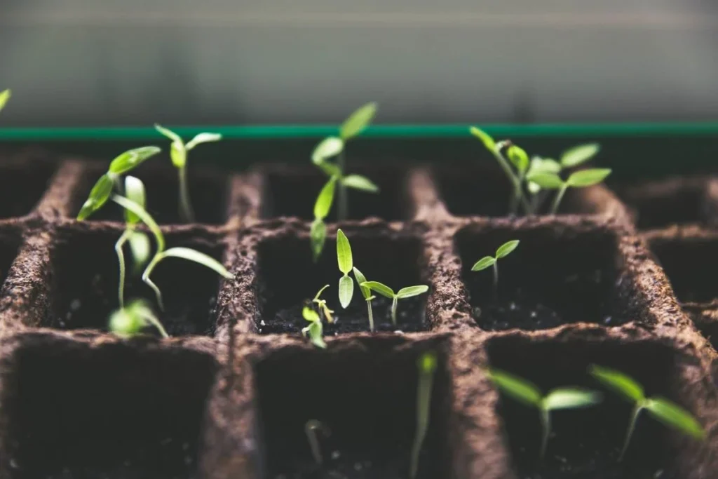 Tie supports to plants and seedlings. Tie-supports-to-plants-and-seedlings.