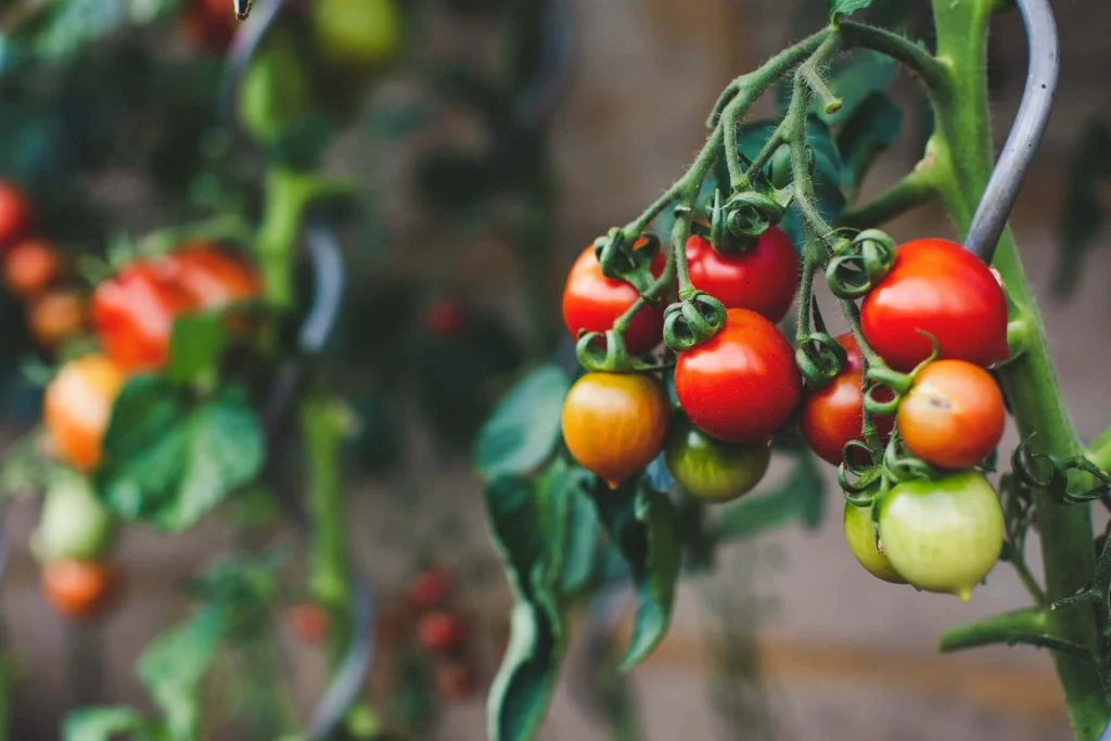 Tomatoes Tomatoes