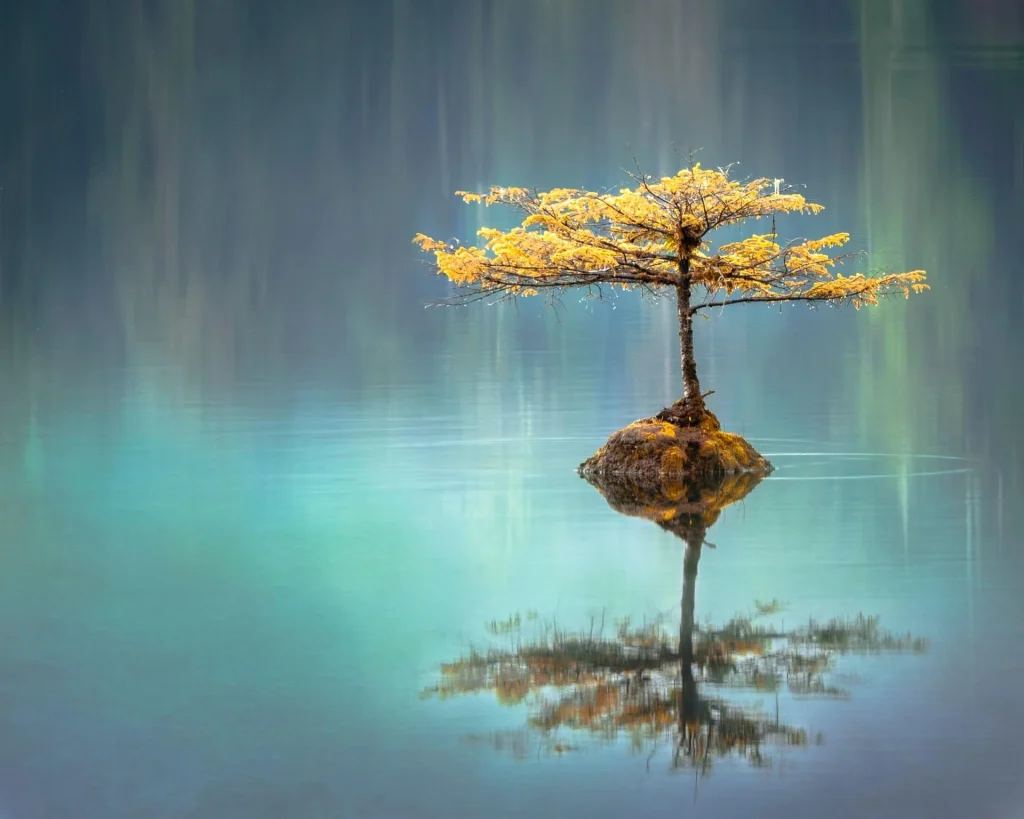 Tree in a lake Tree-in-a-lake