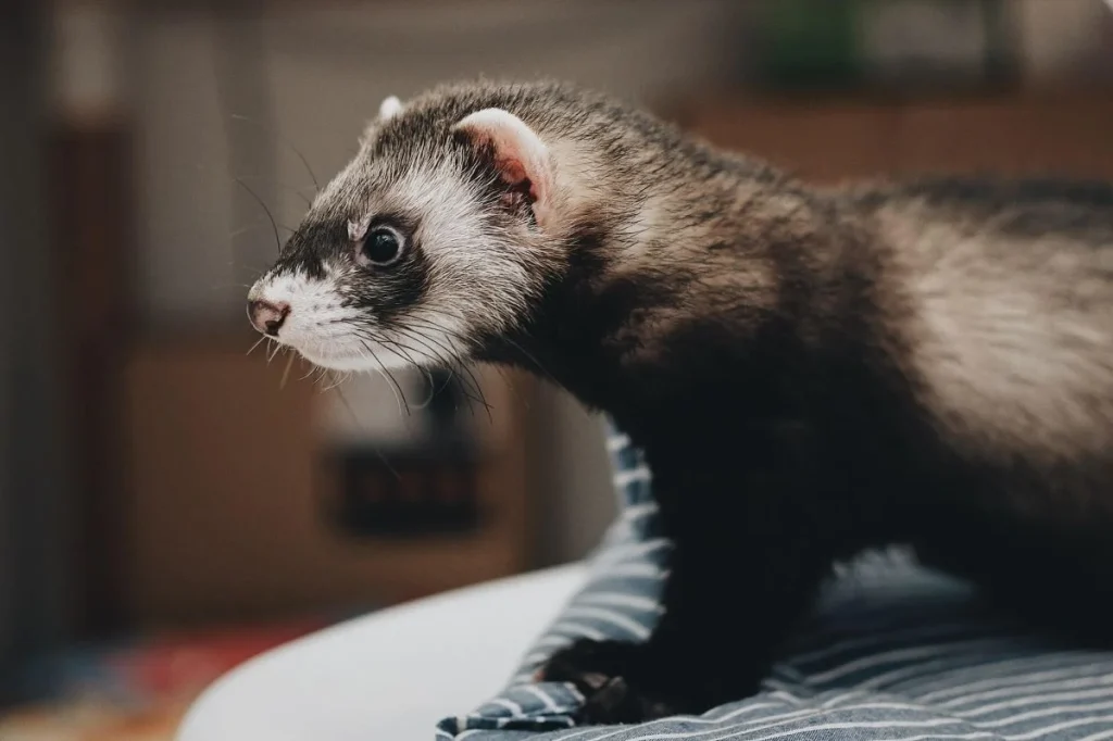 ferret