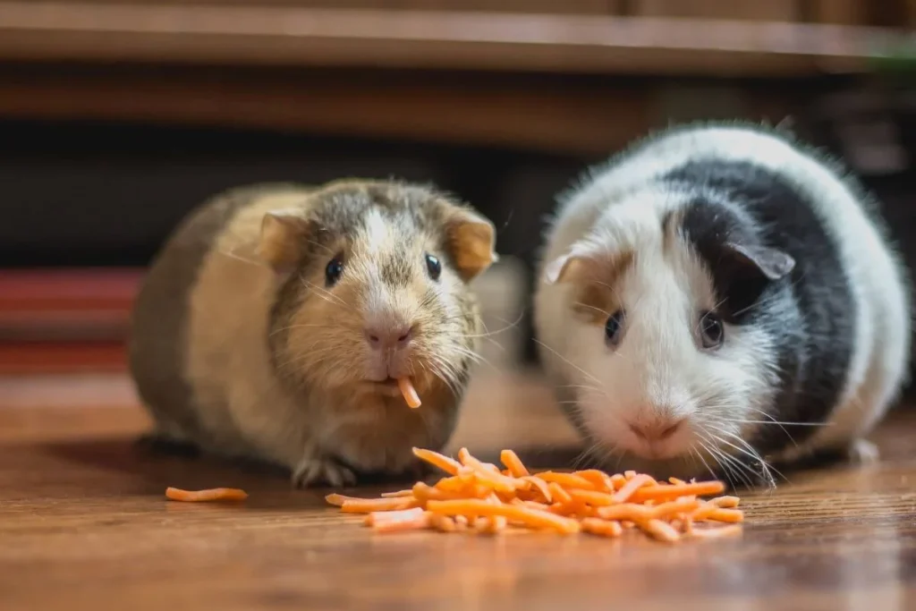 guinea-pigs