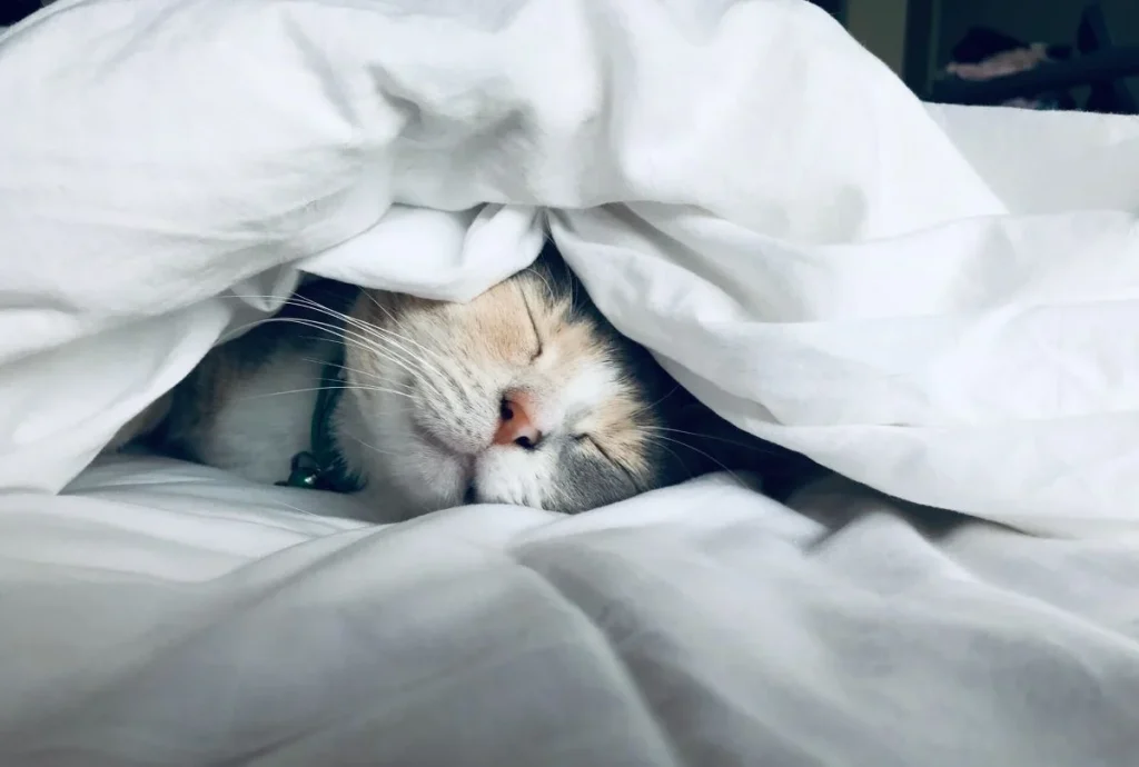 photo of a cat under the blanket
