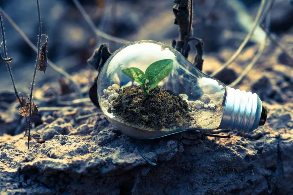 photo of a plant in a lightbulb