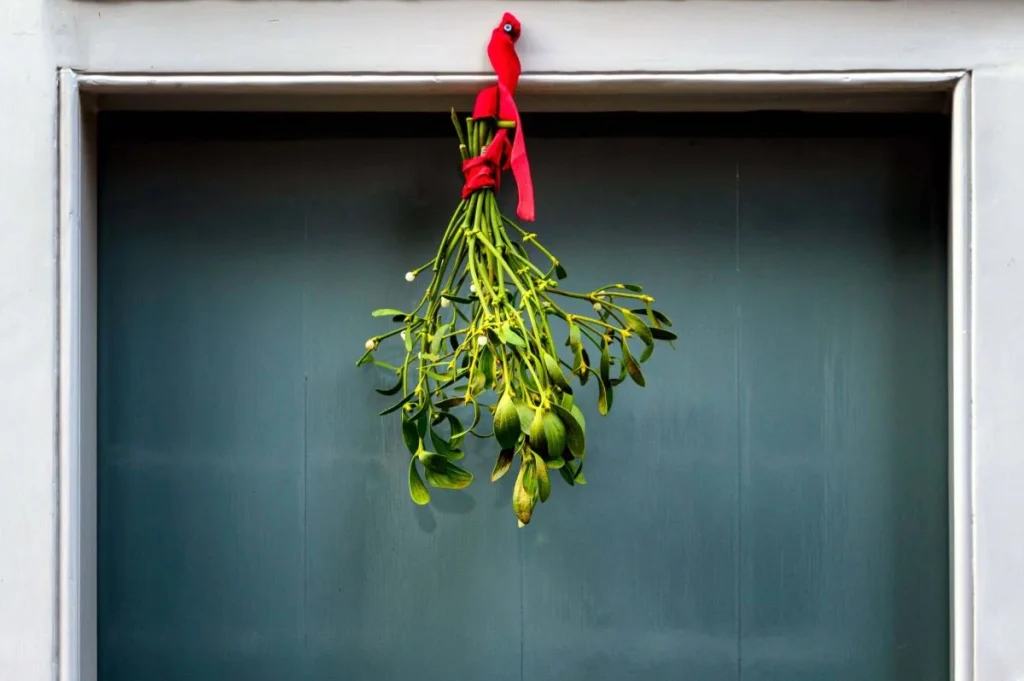 photo of mistletoe