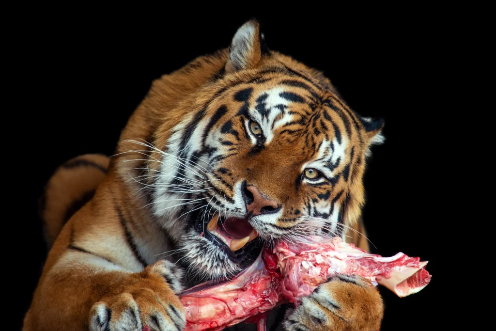 tiger-eating-meat