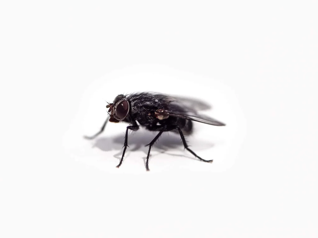 How to get rid of house flies: 4 ways