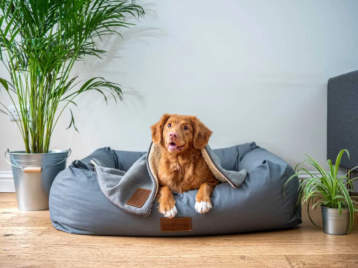Best Ways to Keep Your House Tidy as a Pet Owner