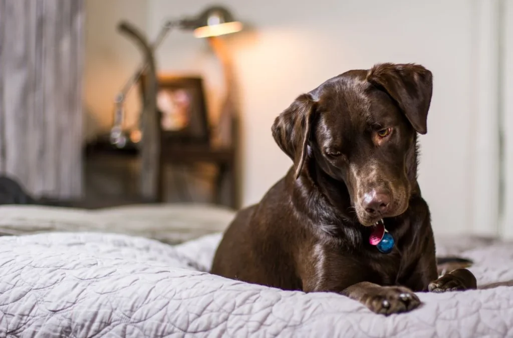 Here are the tips on how to keep your House Clean with Pets