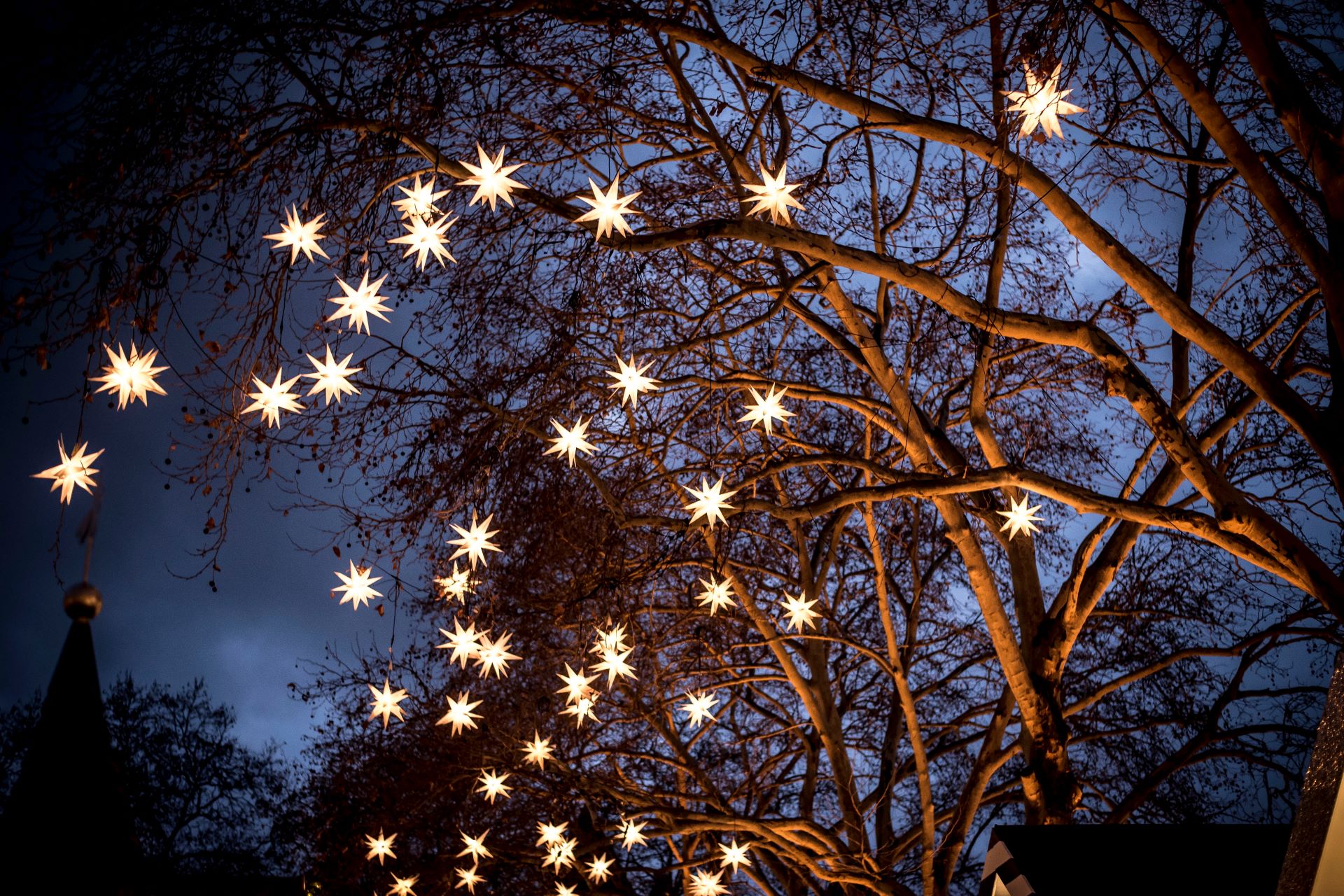 christmas lights on outdoor tree