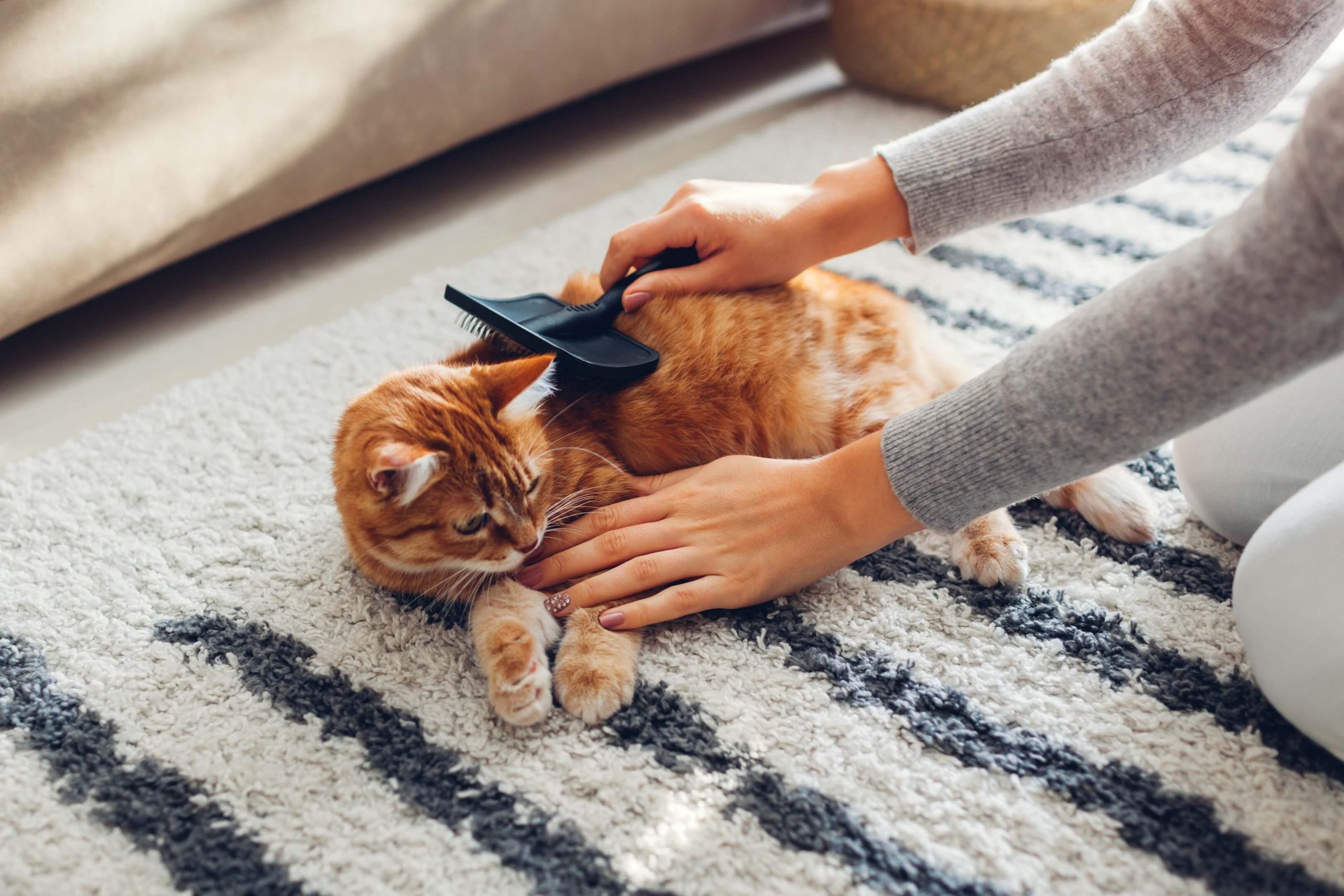 Summer grooming for pets