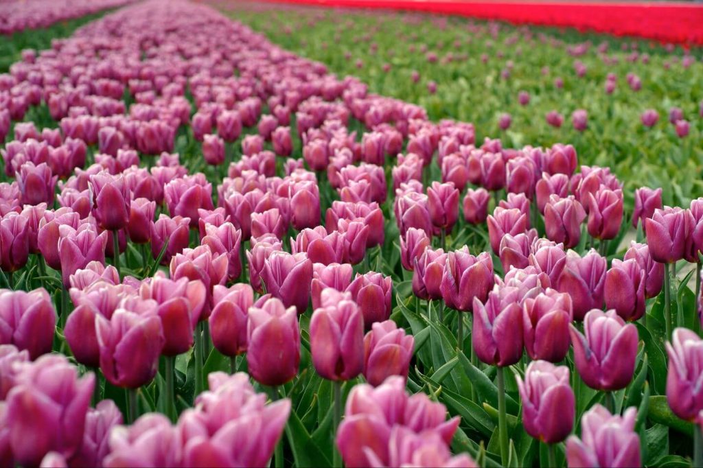 Keukenhof gardens 